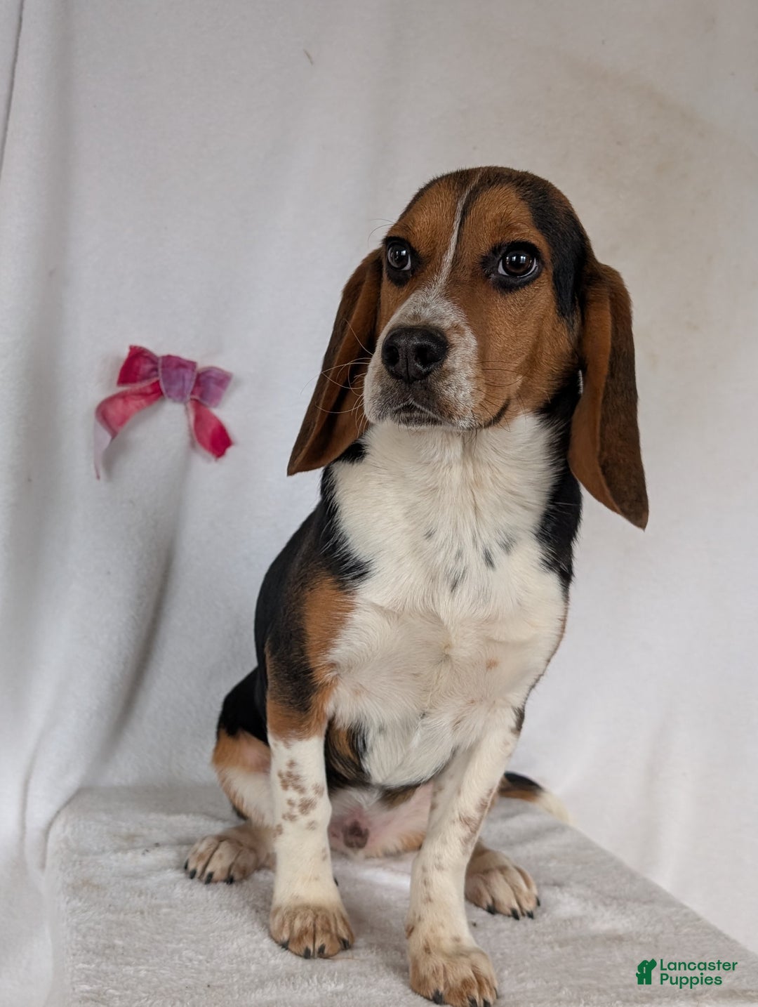 Beagle dogs for sale: Ross - Ad 14