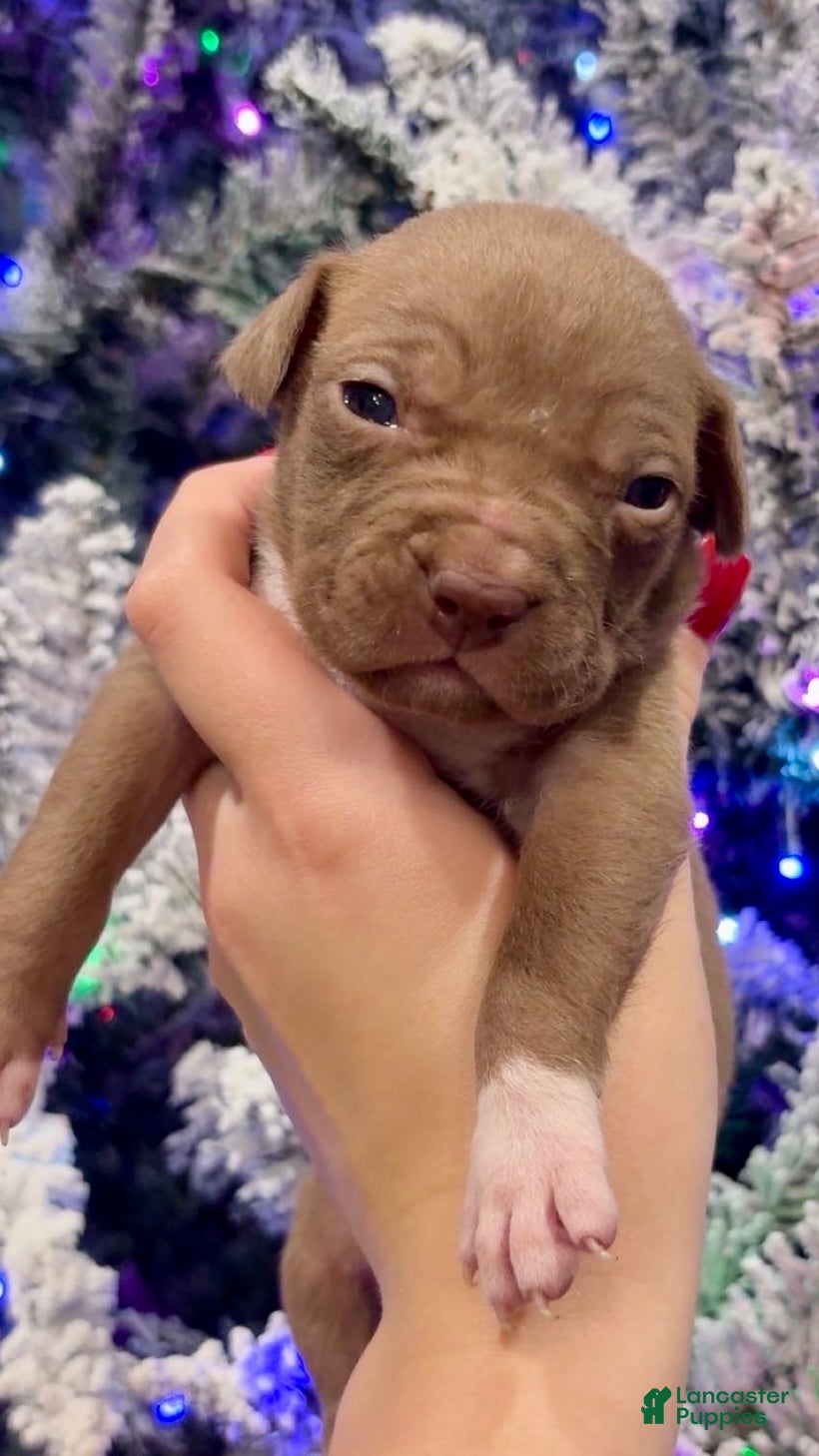 Mixed Breed dogs Nola 💜 - Ad 19