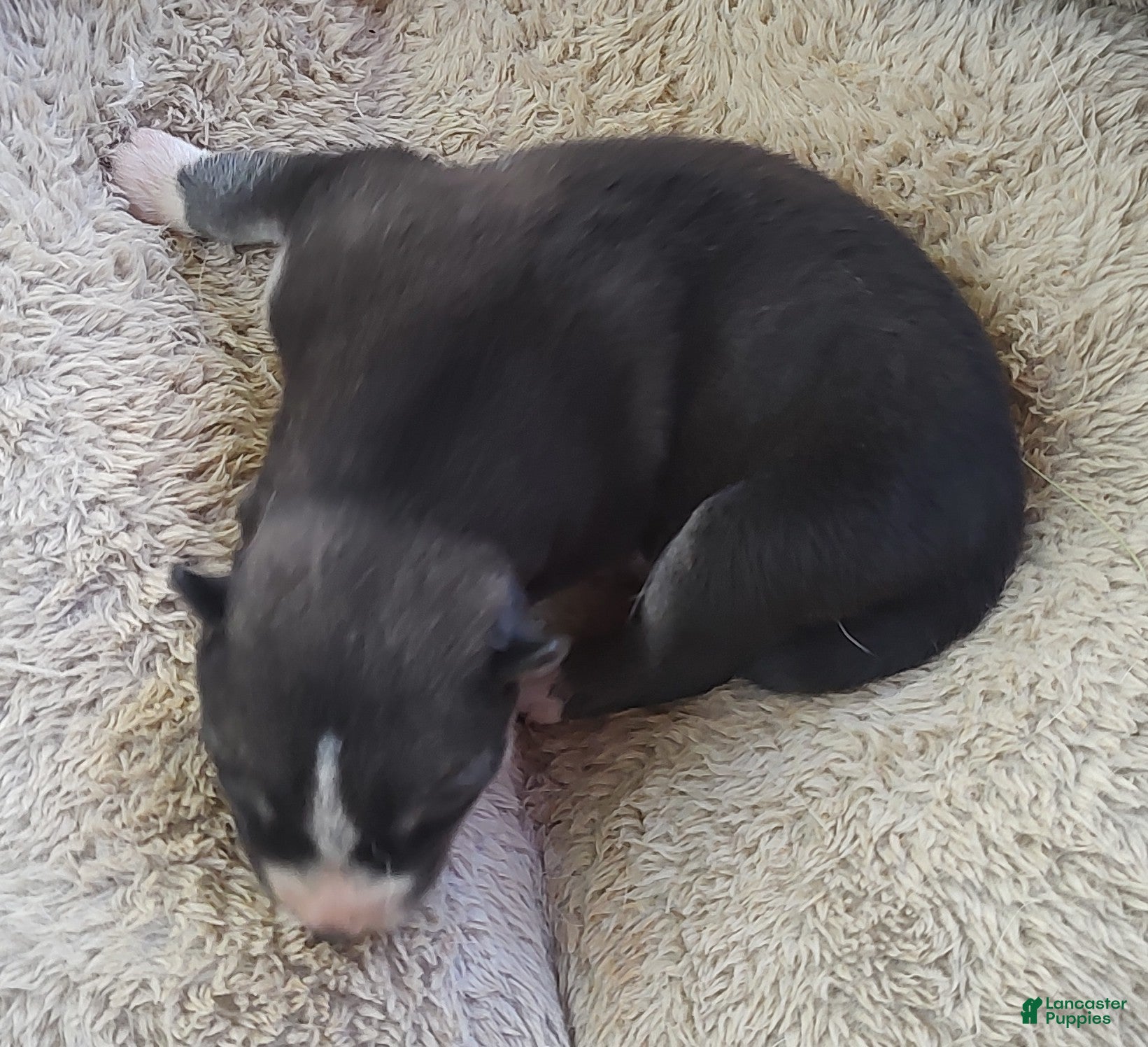 Siberian Husky dogs Sonya's female 3 - Ad 37