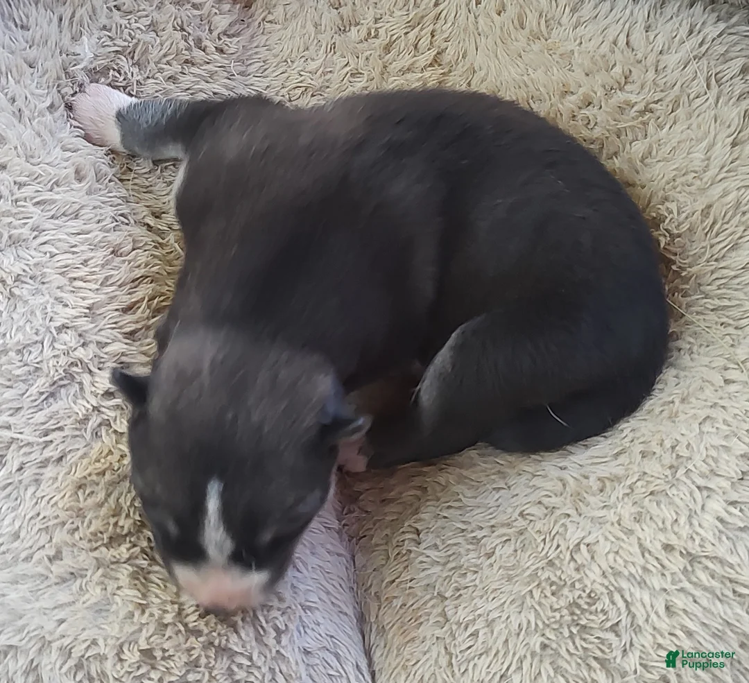 Siberian Husky dogs for sale: Sonya's female 3 - Ad 1