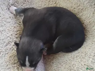 Siberian Husky dogs Sonya's female 3 - Ad 30