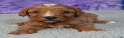 Cavapoo dogs for sale: Cavapoo 1 - Ad 9