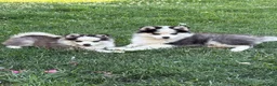 Pomsky dogs for sale: Pomsky 2 - Ad 4