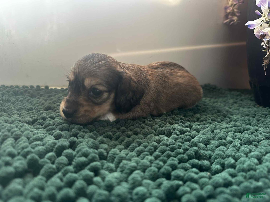 Dachshund dogs for sale: Mickey - Ad 21