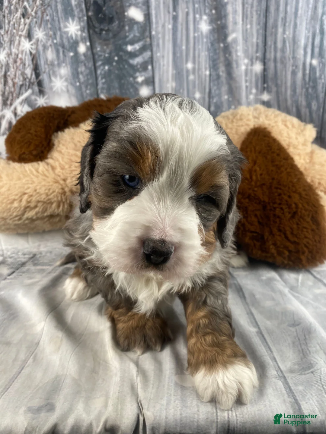 Mixed Breed dogs for sale: Reggie - Ad 11