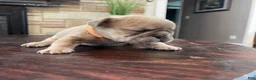 French Bulldog dogs for sale: Nebula - Ad 6