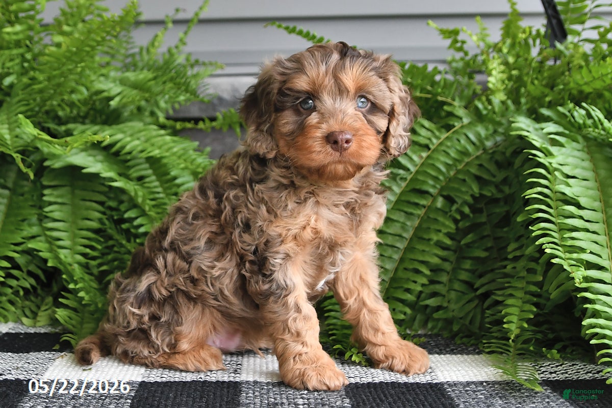 Cavapoo dogs Victor - Ad 2