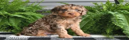 Cavapoo dogs for sale: Victor - Ad 2