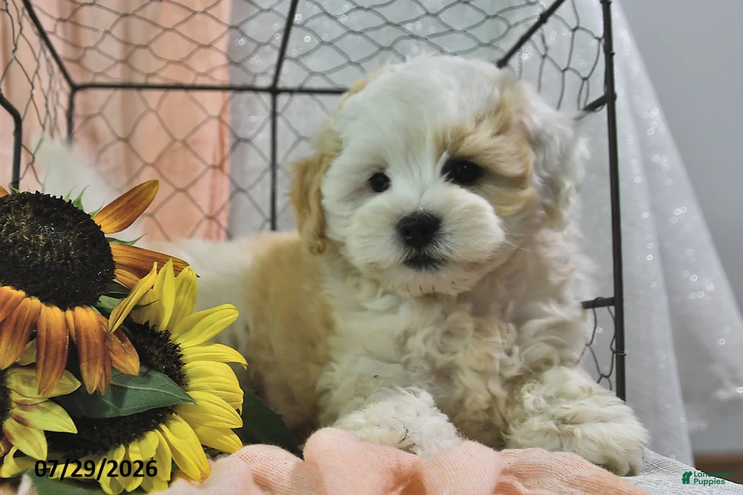 Shihpoo dogs for sale: Selena - Ad 3