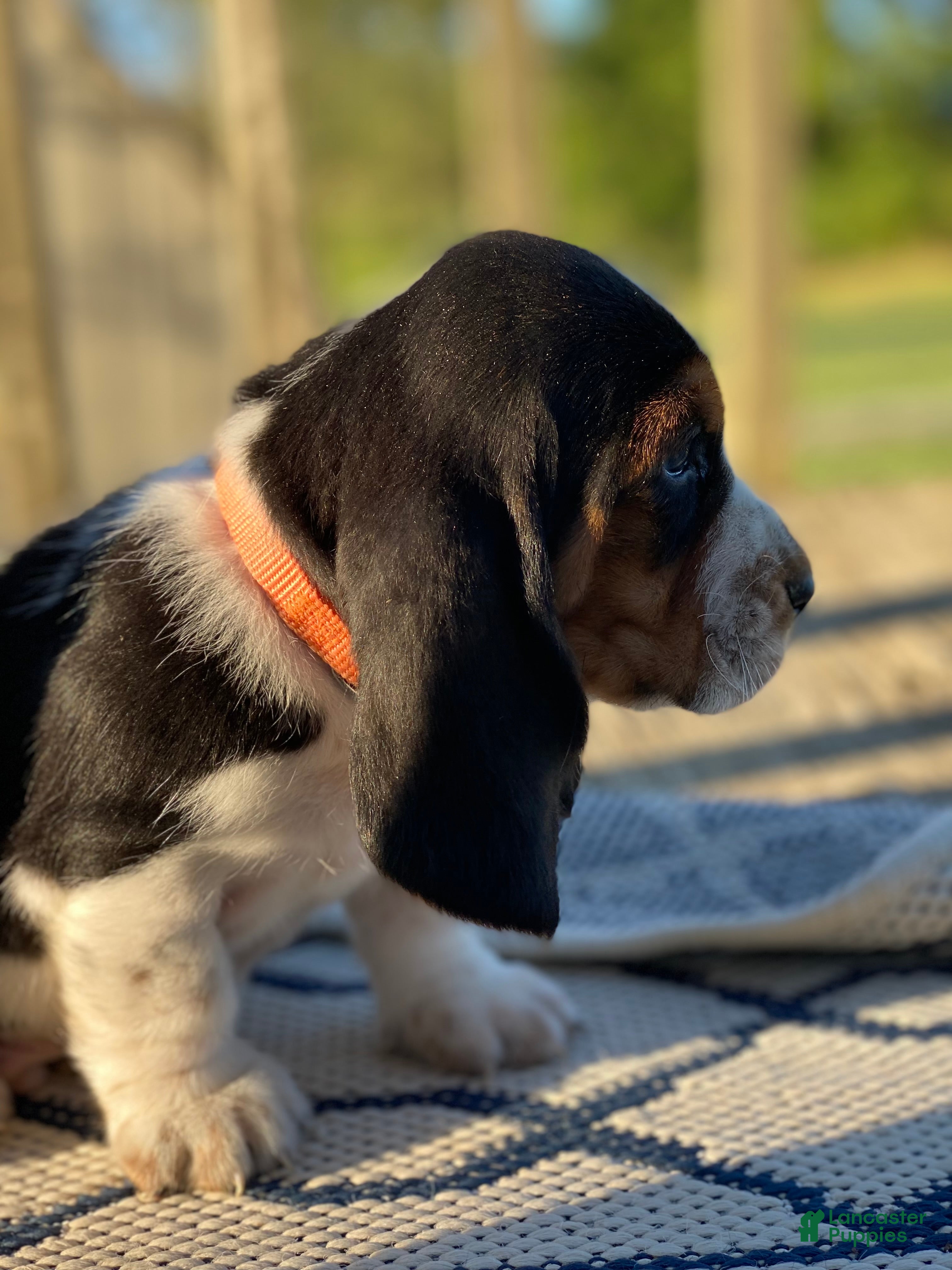 Basset Hound dogs Basset Hound 1 - Ad 2
