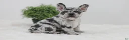 French Bulldog dogs for sale: Ember - Ad 1
