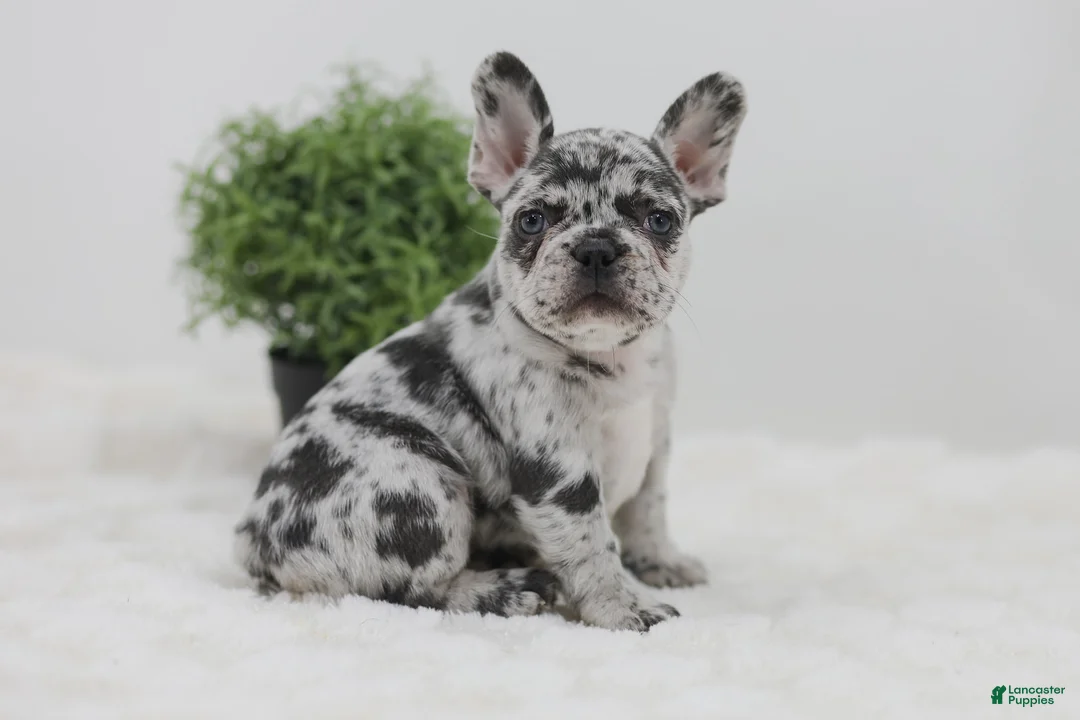 French Bulldog dogs for sale: Ember - Ad 1