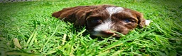 Havapoo dogs for sale: Tootsie - Ad 8
