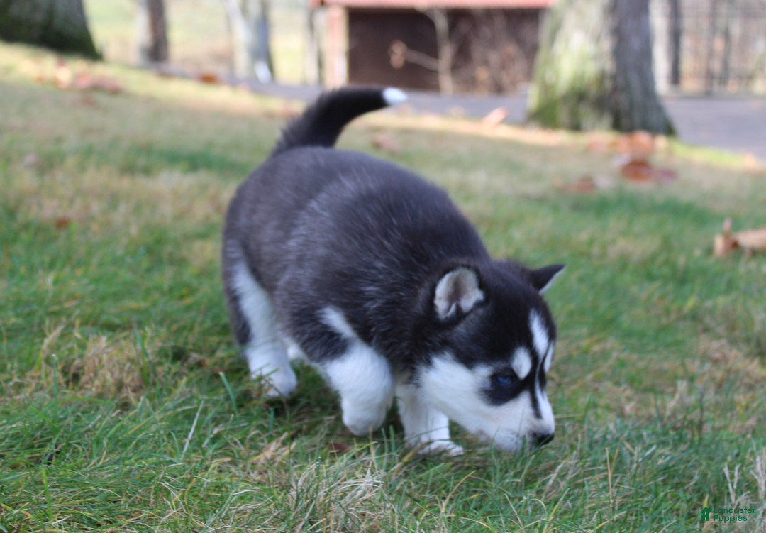 Siberian Husky dogs for sale: Mia - Ad 6