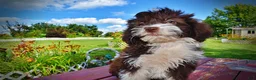 Havapoo dogs for sale: Diva - Ad 15