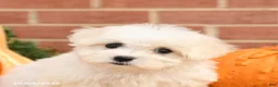 Maltipoo dogs for sale: Fiona - Ad 4