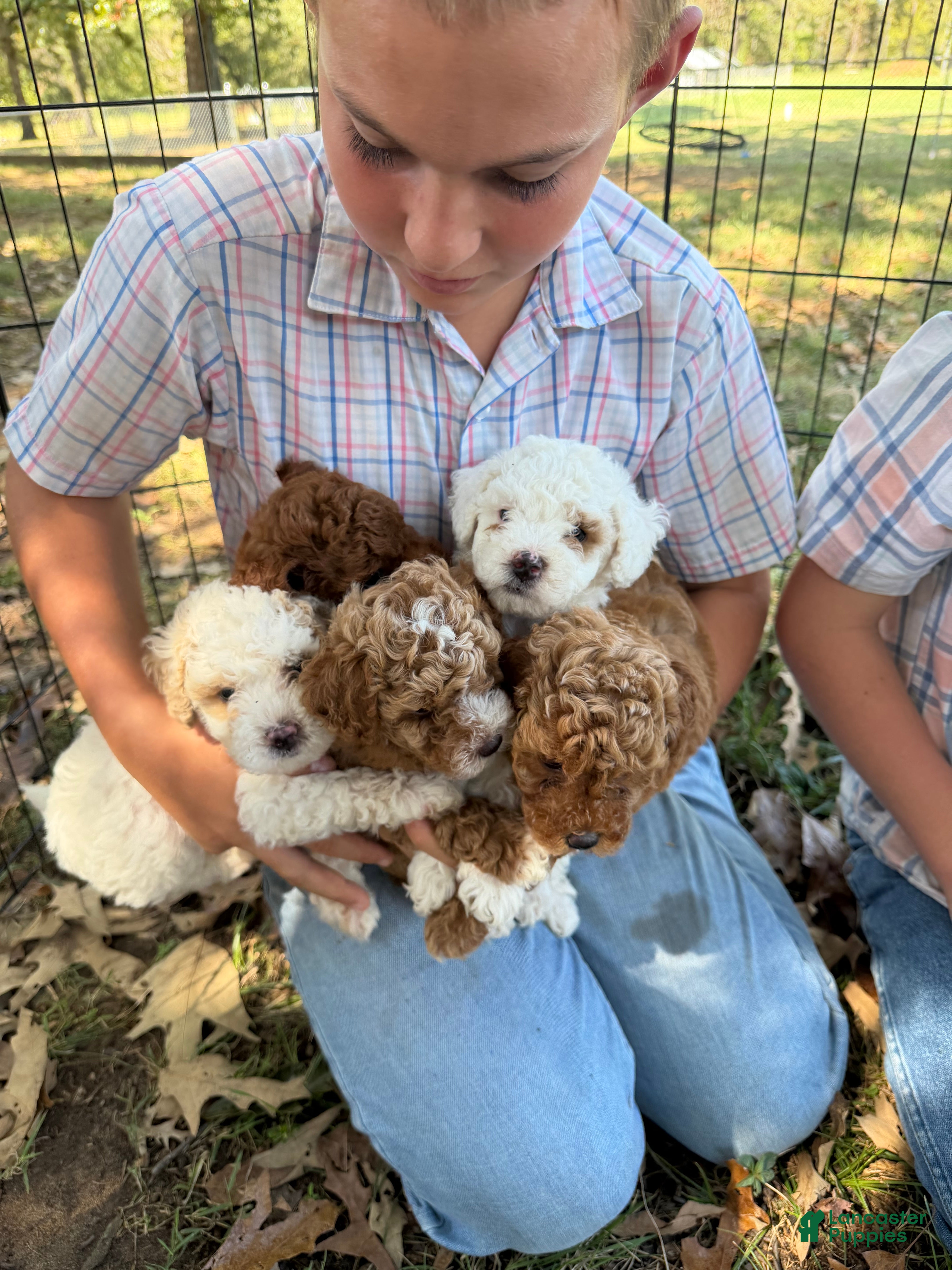 Miniature Poodle dogs Chocolate - Ad 2