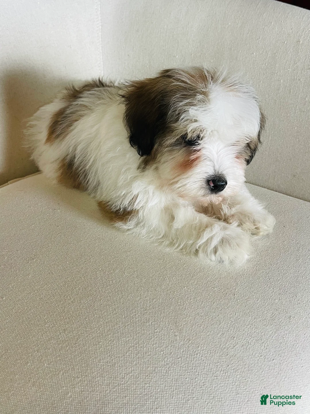 Mixed Breed dogs for sale: “ Bentley “ SPRING BREAK SALE - Ad 2