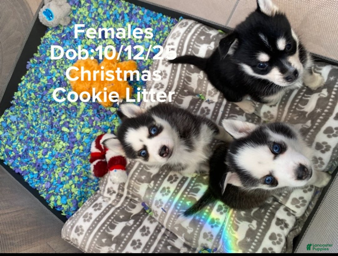 Pomsky dogs for sale: Sugar  - Ad 3
