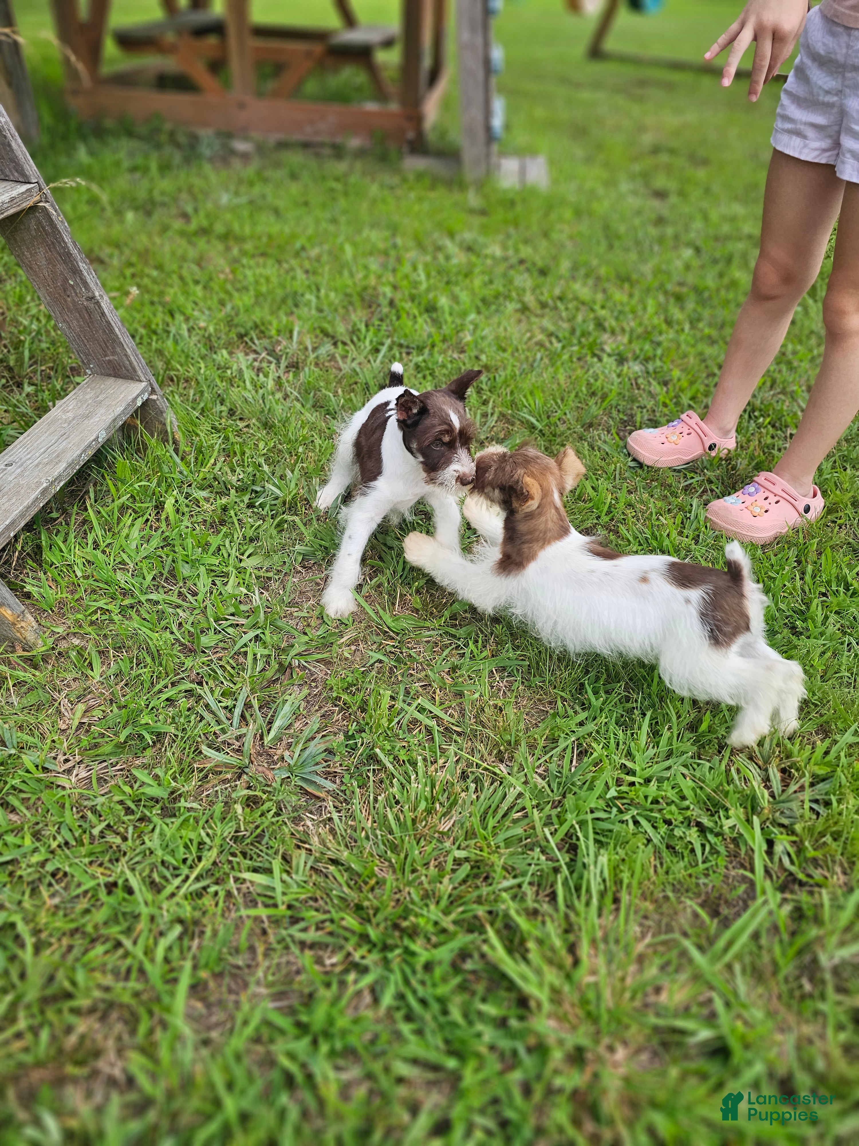 Miniature Schnauzer dogs Miniature Schnauzer 3 - Ad 2