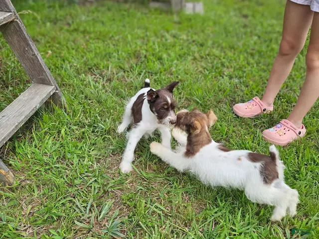Miniature Schnauzer dogs Miniature Schnauzer 3 - Ad 2