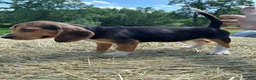 Beagle dogs for sale: Beagle 5 - Ad 2