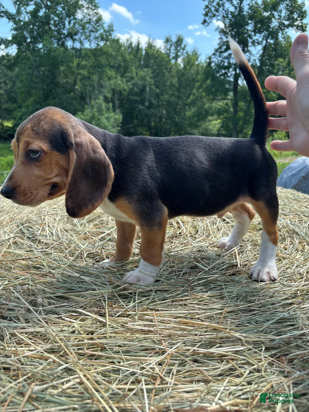 Beagle dogs for sale: Beagle 5 - Ad 2