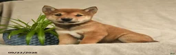 Shiba Inu dogs for sale: Iris - Ad 1