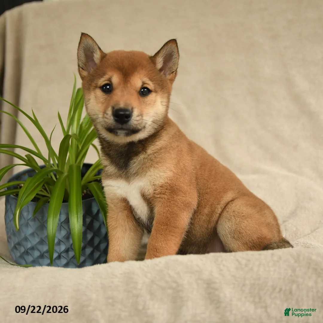 Shiba Inu dogs for sale: Iris - Ad 1