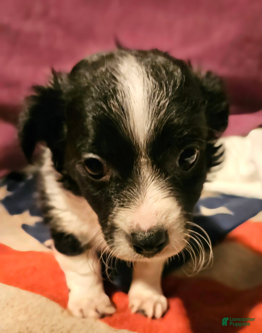Chihuahua dogs for sale: Freddie - Ad 3