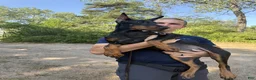 Doberman Pinscher dogs for sale: Ursa - Ad 5