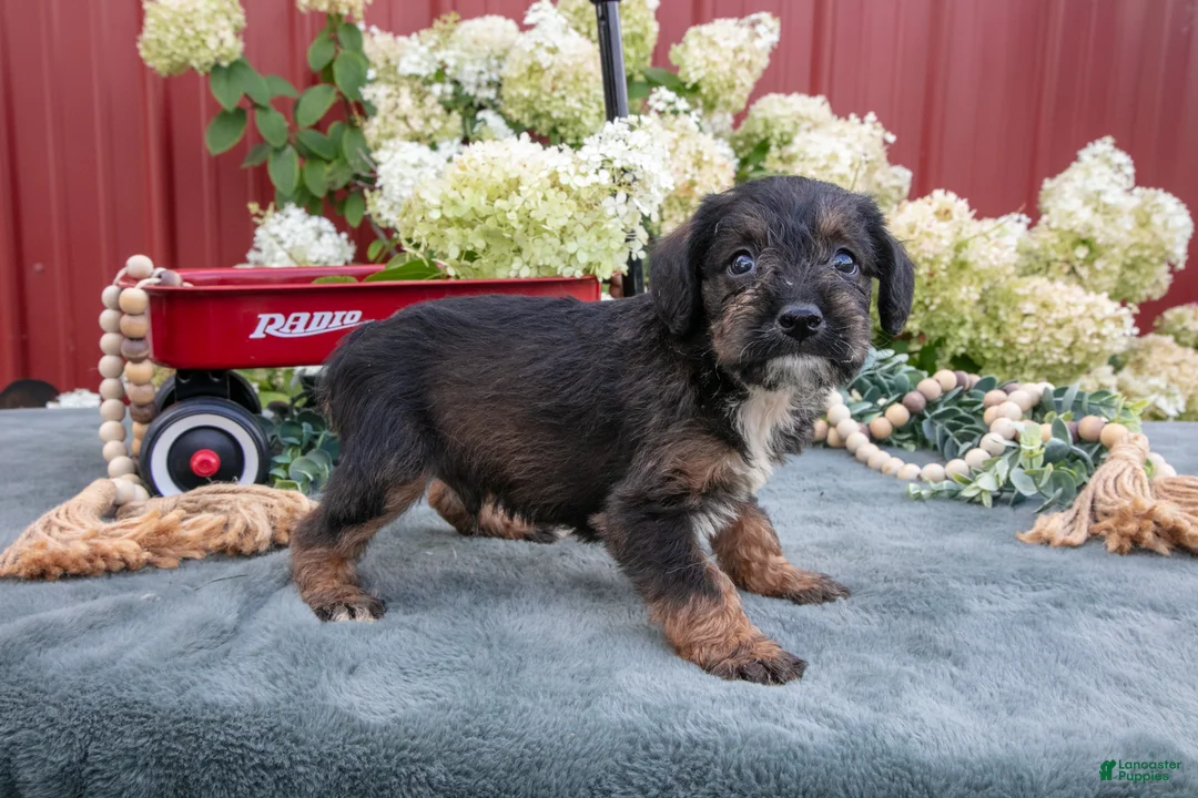 Miniature Schnauzer dogs for sale: Koda - Ad 3