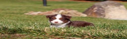 Miniature Australian Shepherd dogs for sale: Rudolph - Ad 7
