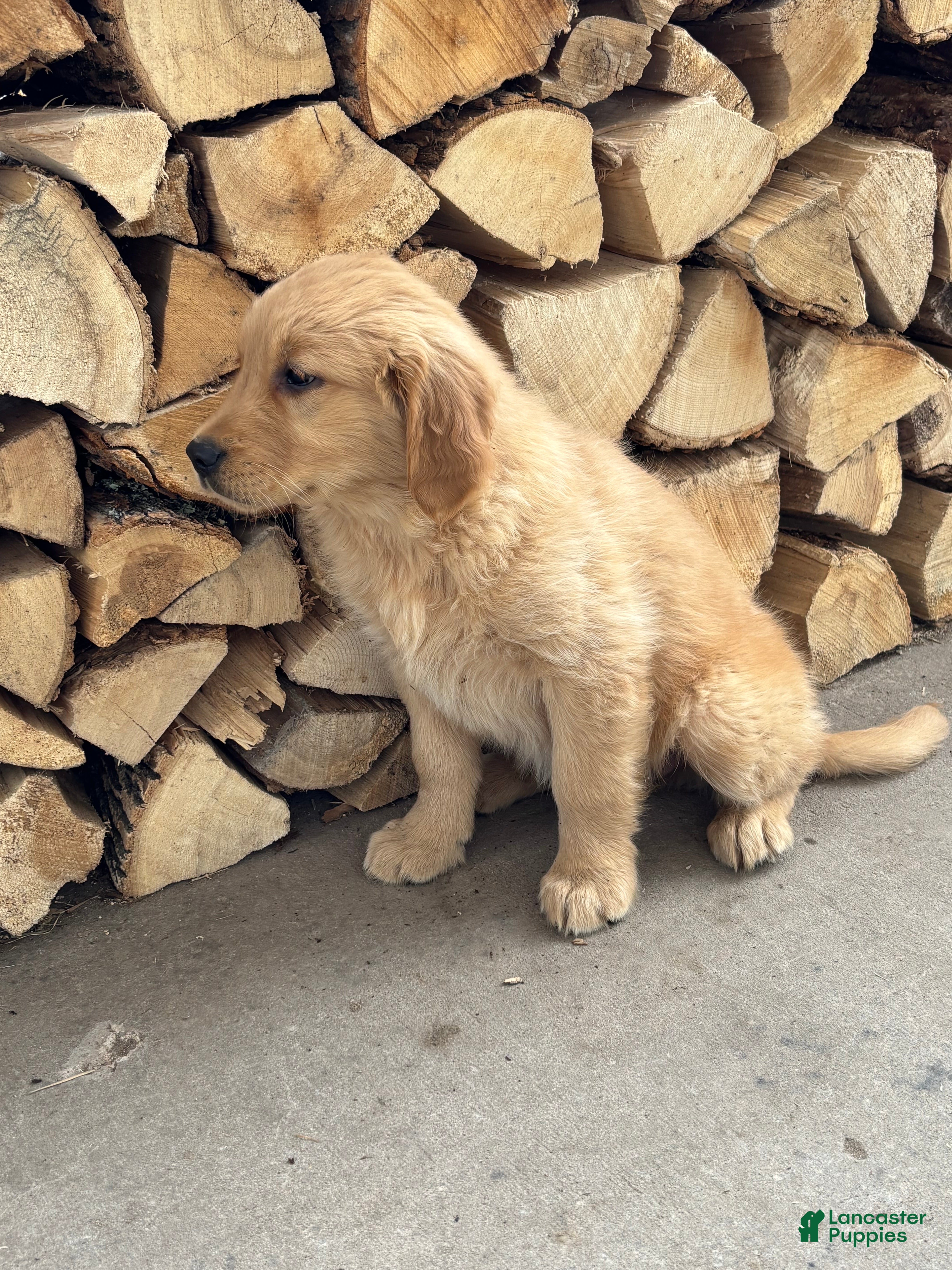 Golden Retriever dogs Misty - Ad 1