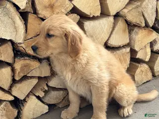 Golden Retriever dogs Misty - Ad 14