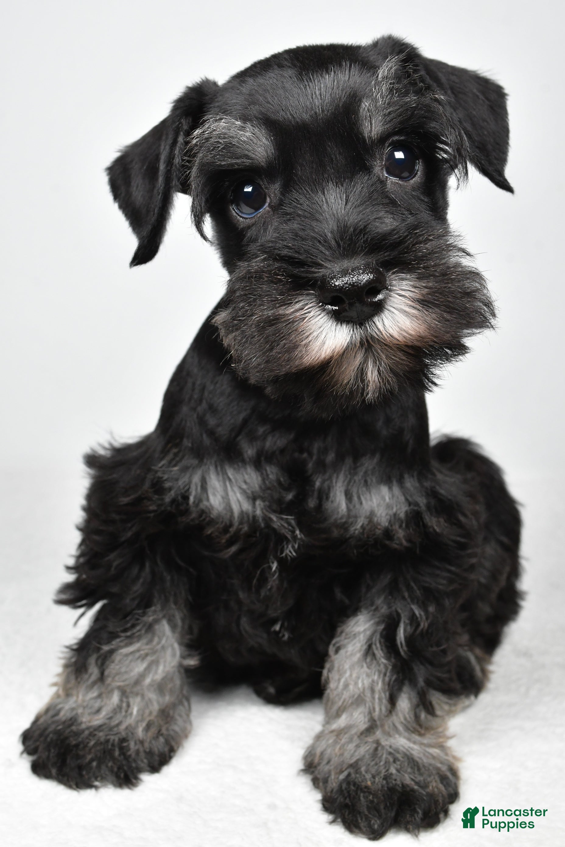 Miniature Schnauzer dogs Joey - Ad 2