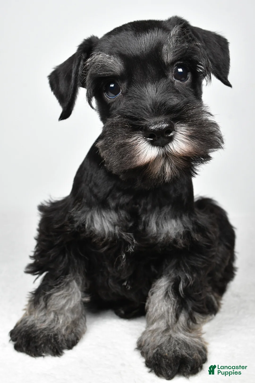 Miniature Schnauzer dogs for sale: Joey - Ad 2