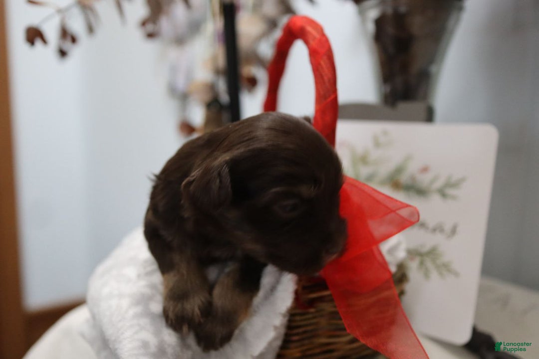 Havanese dogs for sale: Chocolate - Ad 7