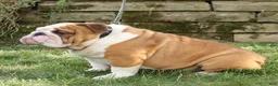 Beabull dogs for sale: Banjo - Ad 10
