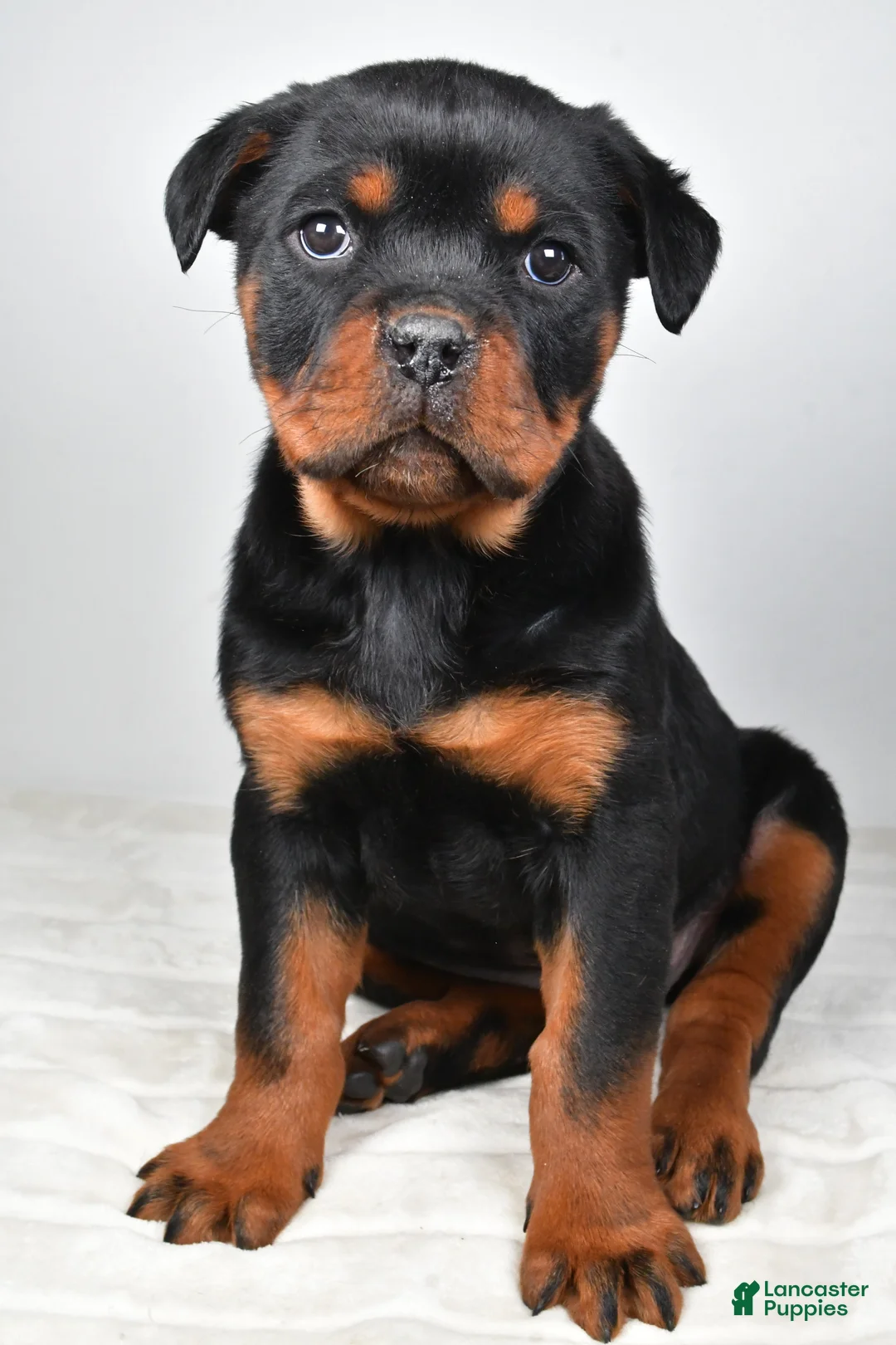 Rottweiler dogs for sale: Prince - Ad 6
