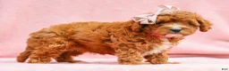 Cavapoo dogs for sale: Raine Cavapoo Pup - Ad 3