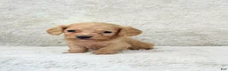 Miniature Dachshund dogs for sale: AKC Longhair Red Girl Mini Dachshund - Ad 4