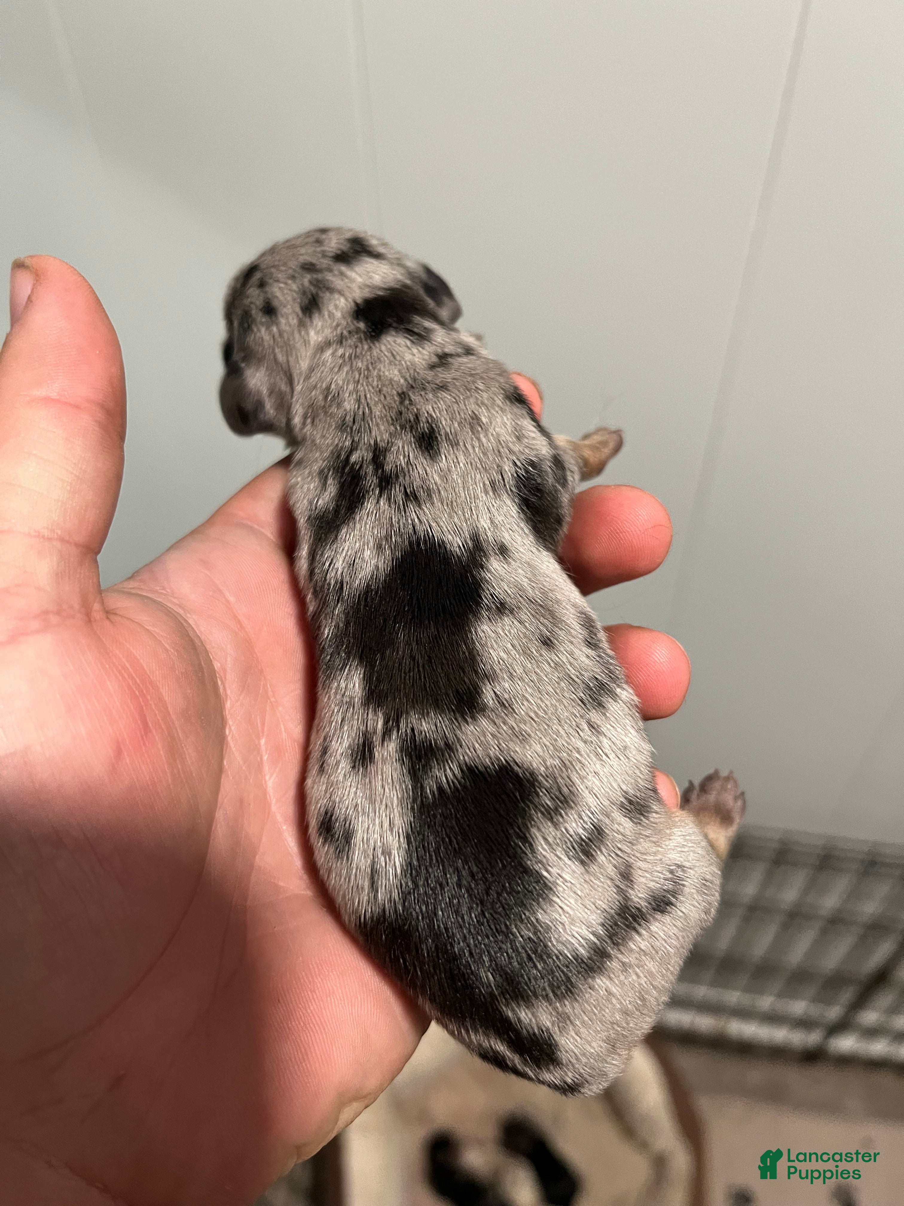 Miniature Dachshund dogs Miniature Dachshund Puppy 2 - Ad 11