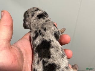 Miniature Dachshund dogs Miniature Dachshund Puppy 2 - Ad 13