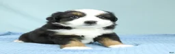 Miniature Australian Shepherd dogs for sale: Ashton 🌵 - Ad 5