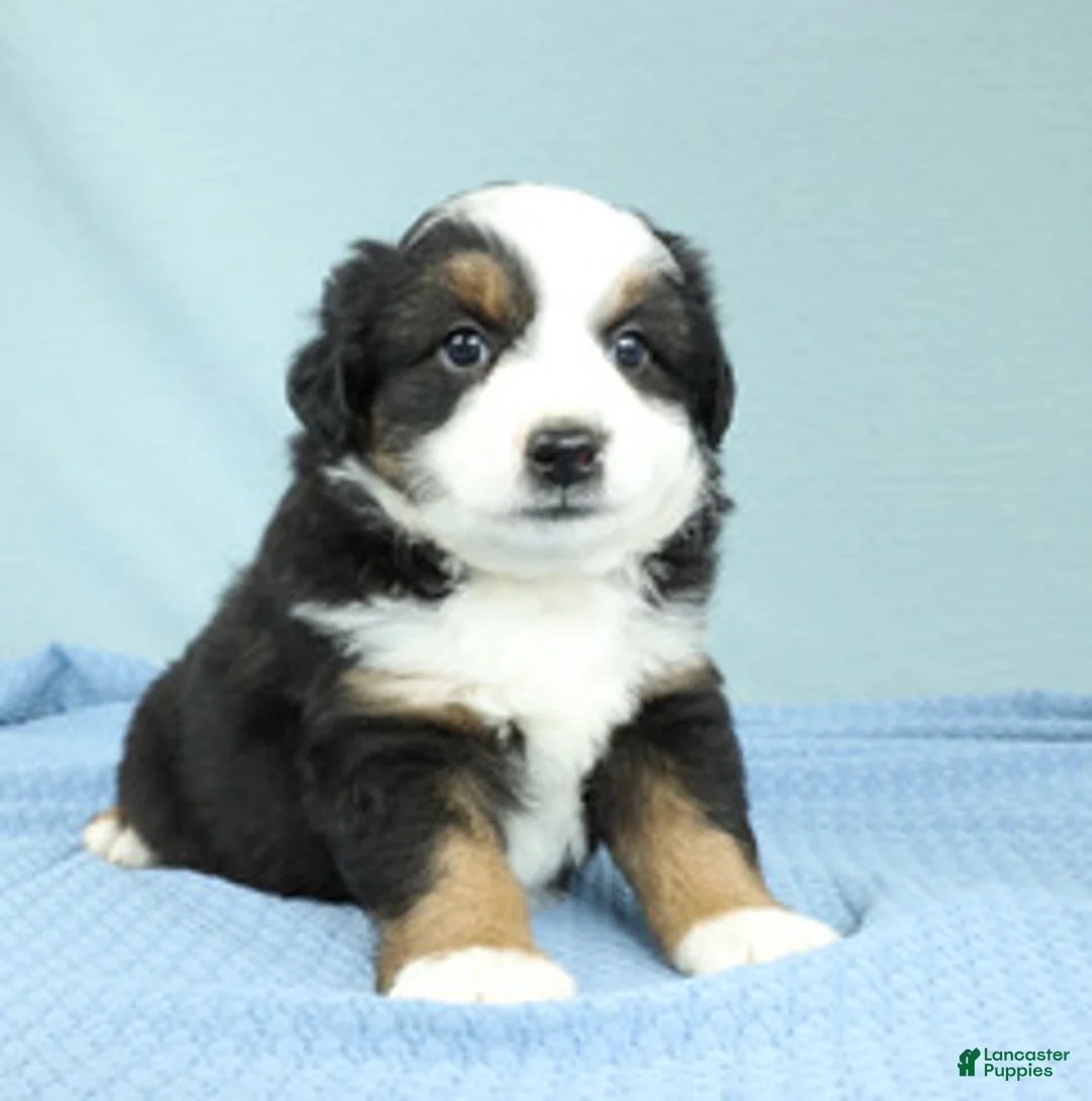 Miniature Australian Shepherd dogs for sale: Ashton 🌵 - Ad 5