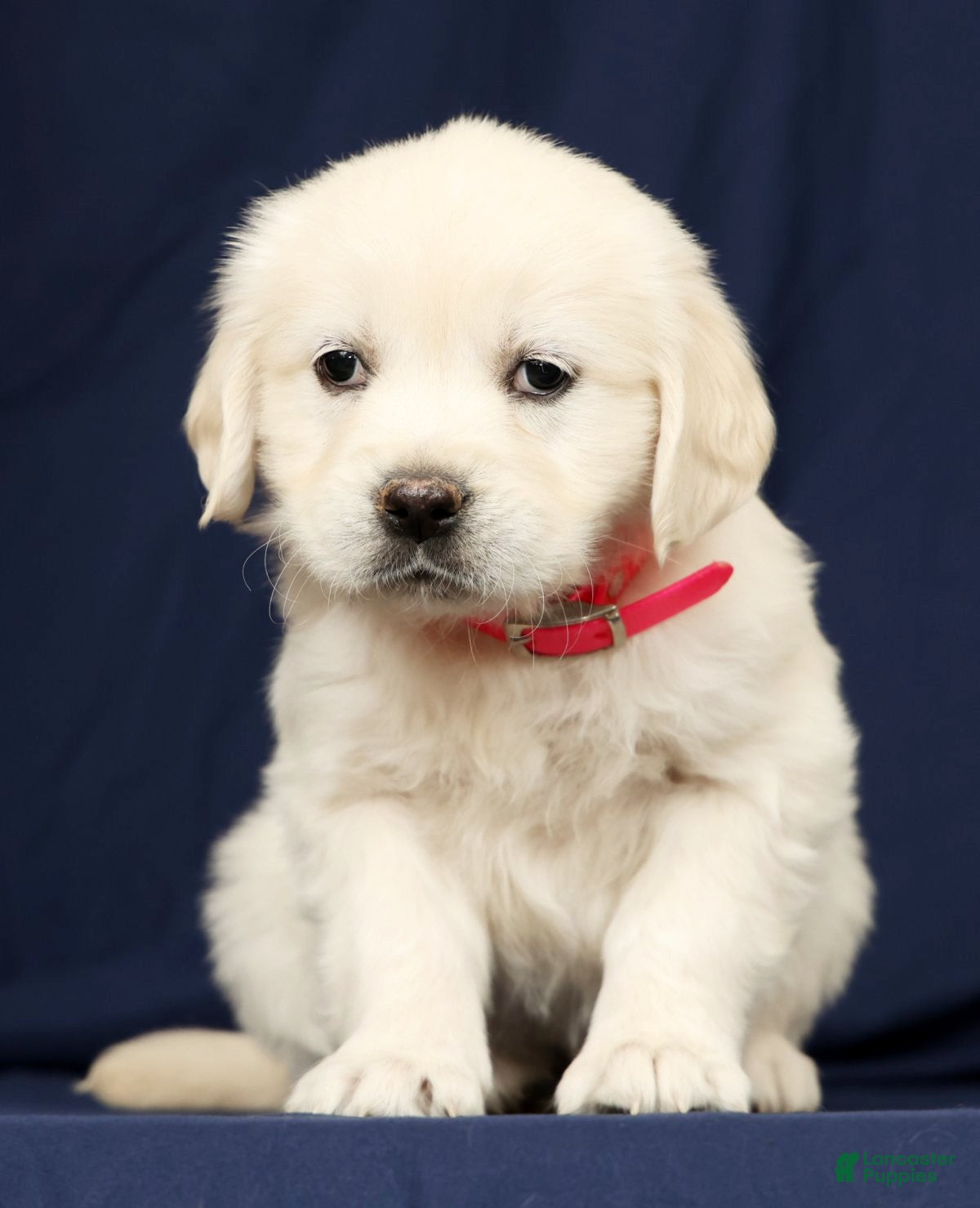 Golden Retriever dogs Trixie - Ad 2