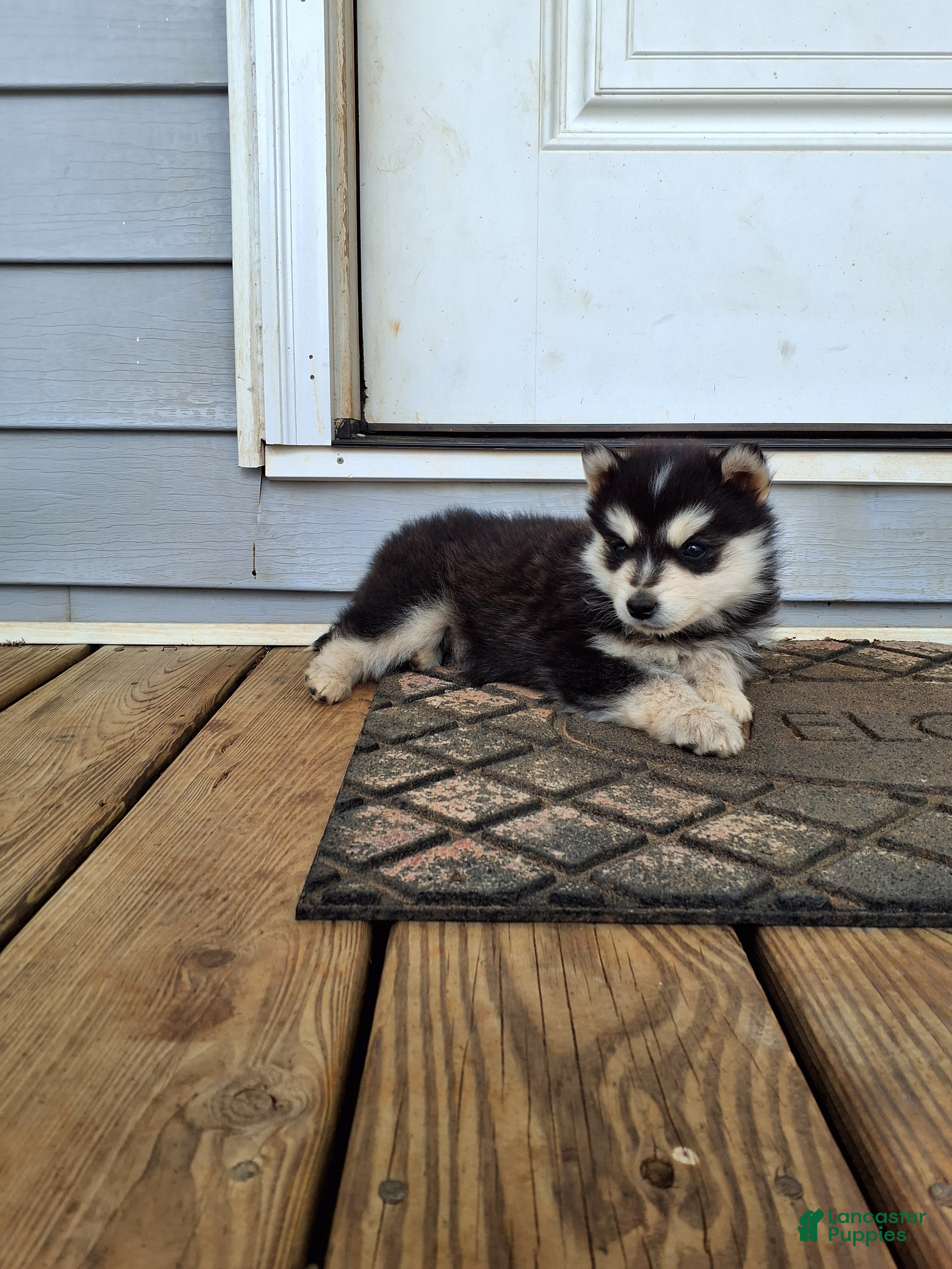 Pomsky dogs Diamond  - Ad 2