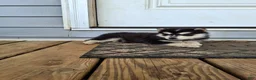 Pomsky dogs for sale: Diamond  - Ad 2