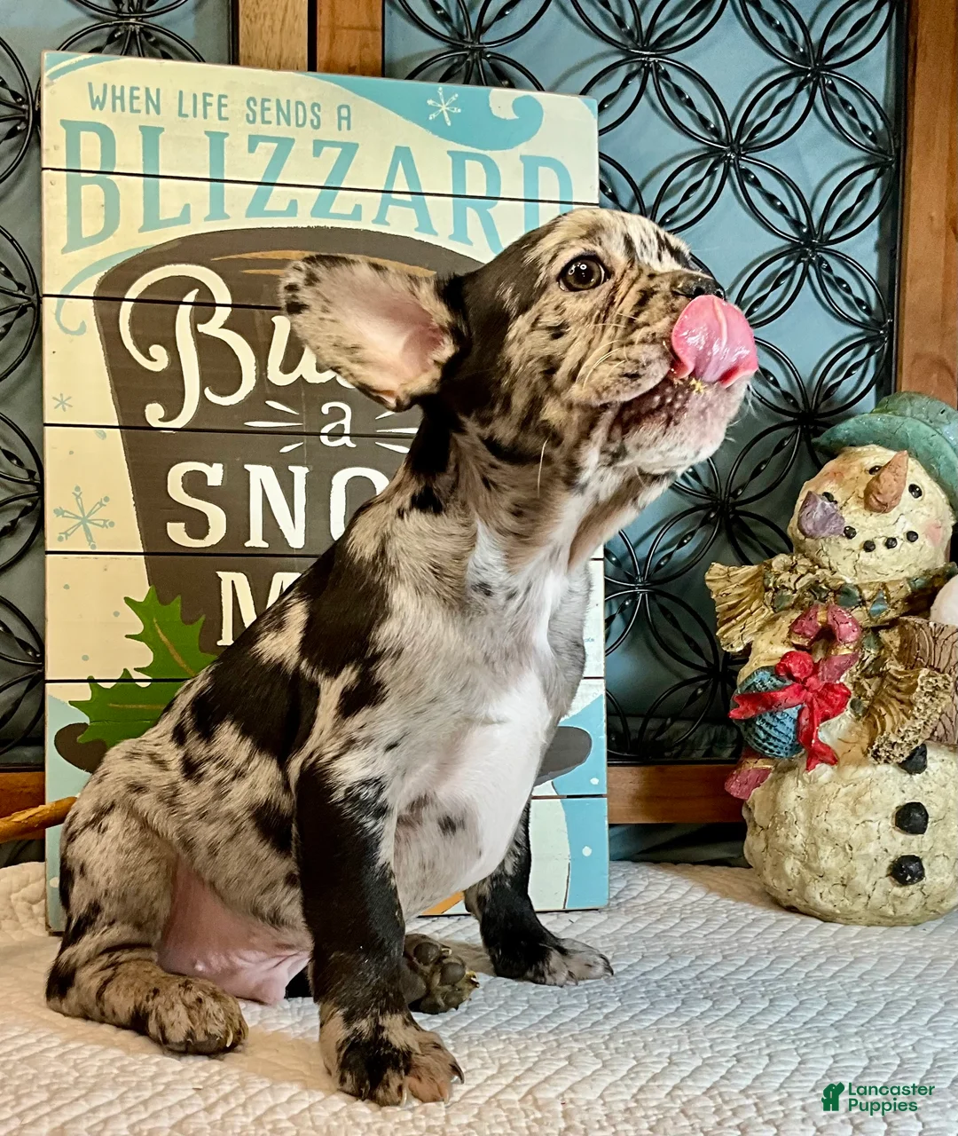 French Bulldog dogs for sale: Force  - Ad 11